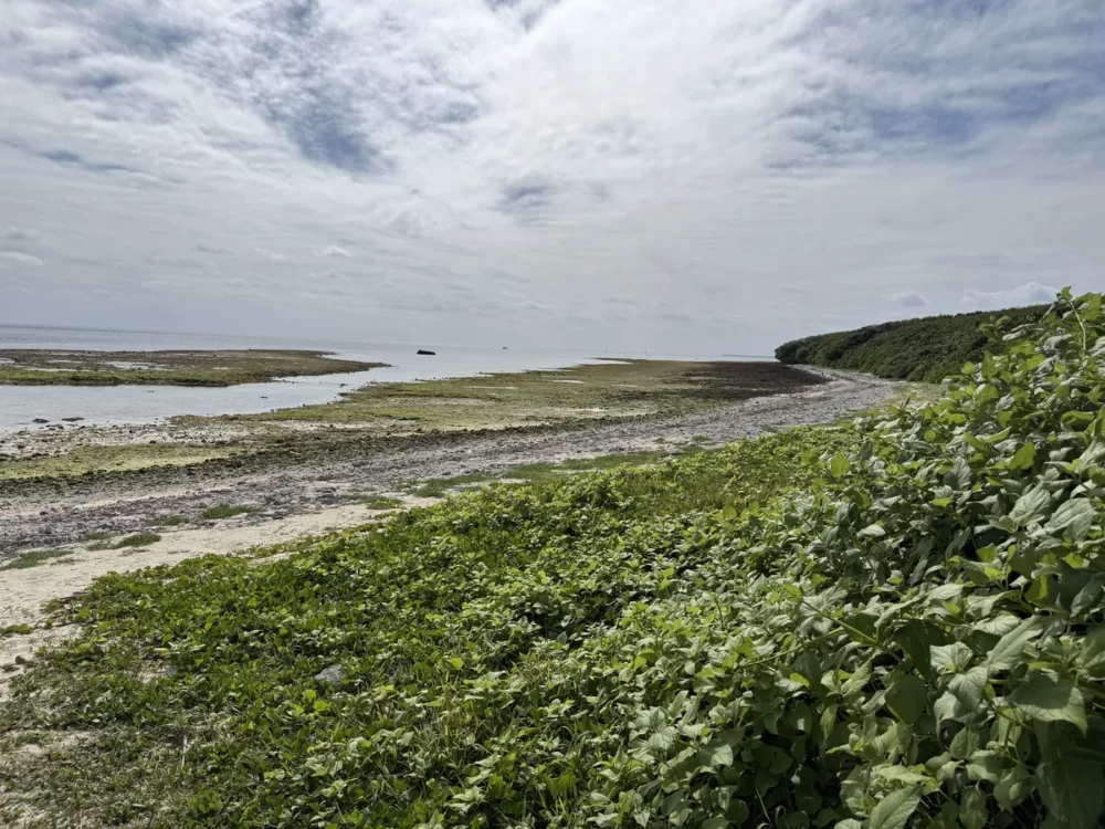 海へと続く緑のトンネル