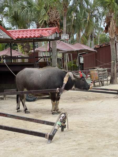 水牛車観光の水牛